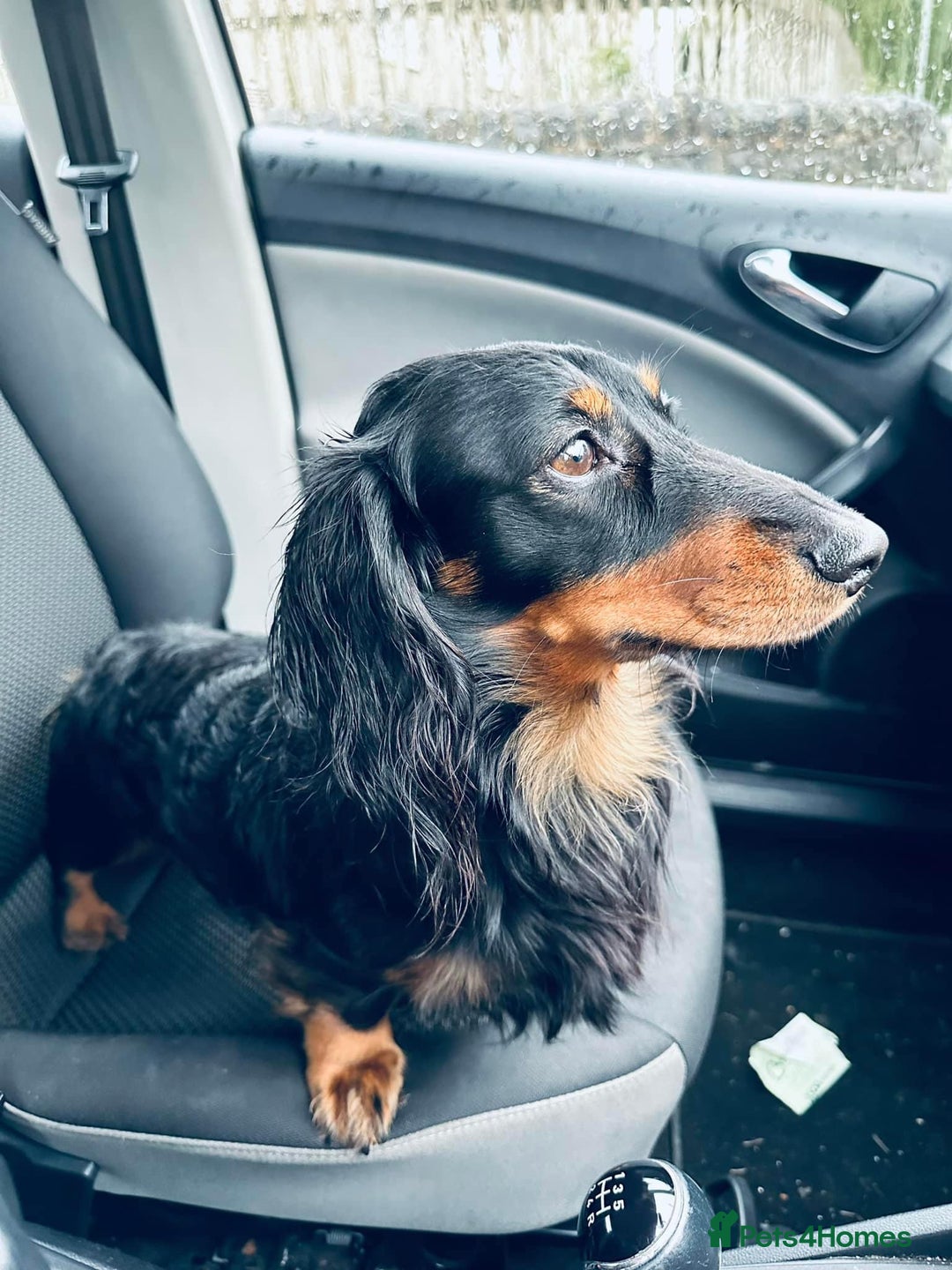 Miniature Dachshund dogs for stud: Stud available Miniature Long-Haired Dachshund  - Image 1