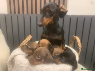 Dachshund dogs Mini dachshund puppies - Advert 4