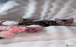 Bengal cats for sale: 2 Female Pure Bengals Ready For A New Home 🏡 - Advert 2