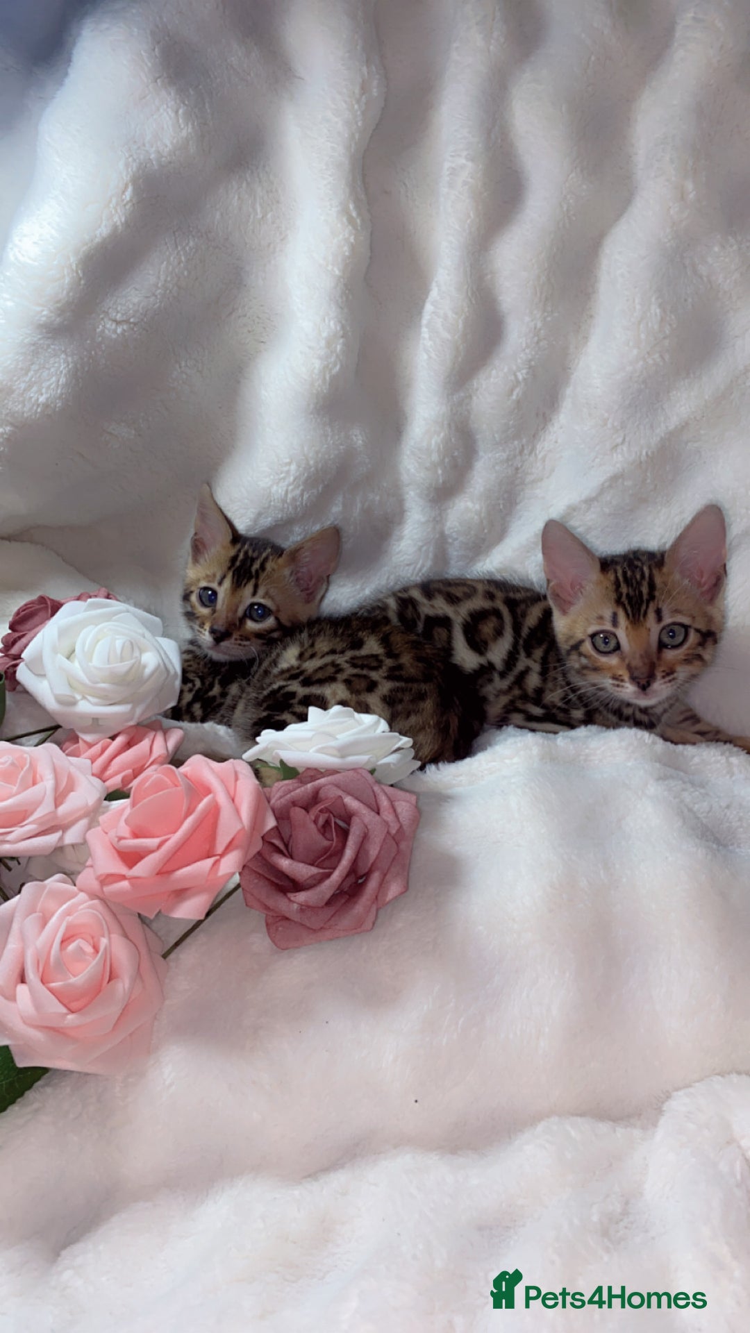 Bengal cats for sale: 2 Female Pure Bengals Ready For A New Home 🏡 - Advert 2