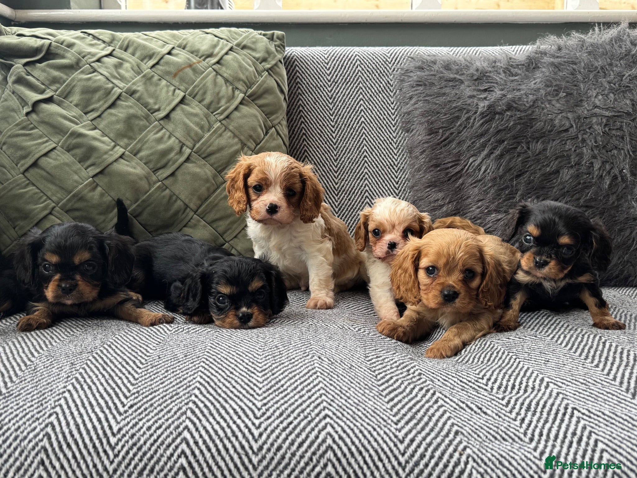 Cavalier King Charles Spaniel dogs Cavalier King Charles spaniel puppies. Ready now - Advert 1