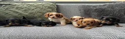 Cavalier King Charles Spaniel dogs for sale: Cavalier King Charles spaniel puppies. Ready now - Advert 6