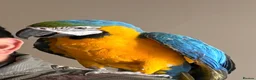 Macaws birds for sale: Parrot  - Advert 6