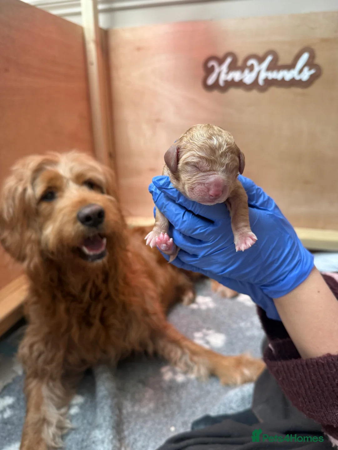 Goldendoodle dogs for sale: Beautiful f2b Golden doodles for sale  in Royston - Advert 2
