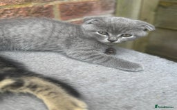British Shorthair cats for sale: Beautiful British cat  - Image 2