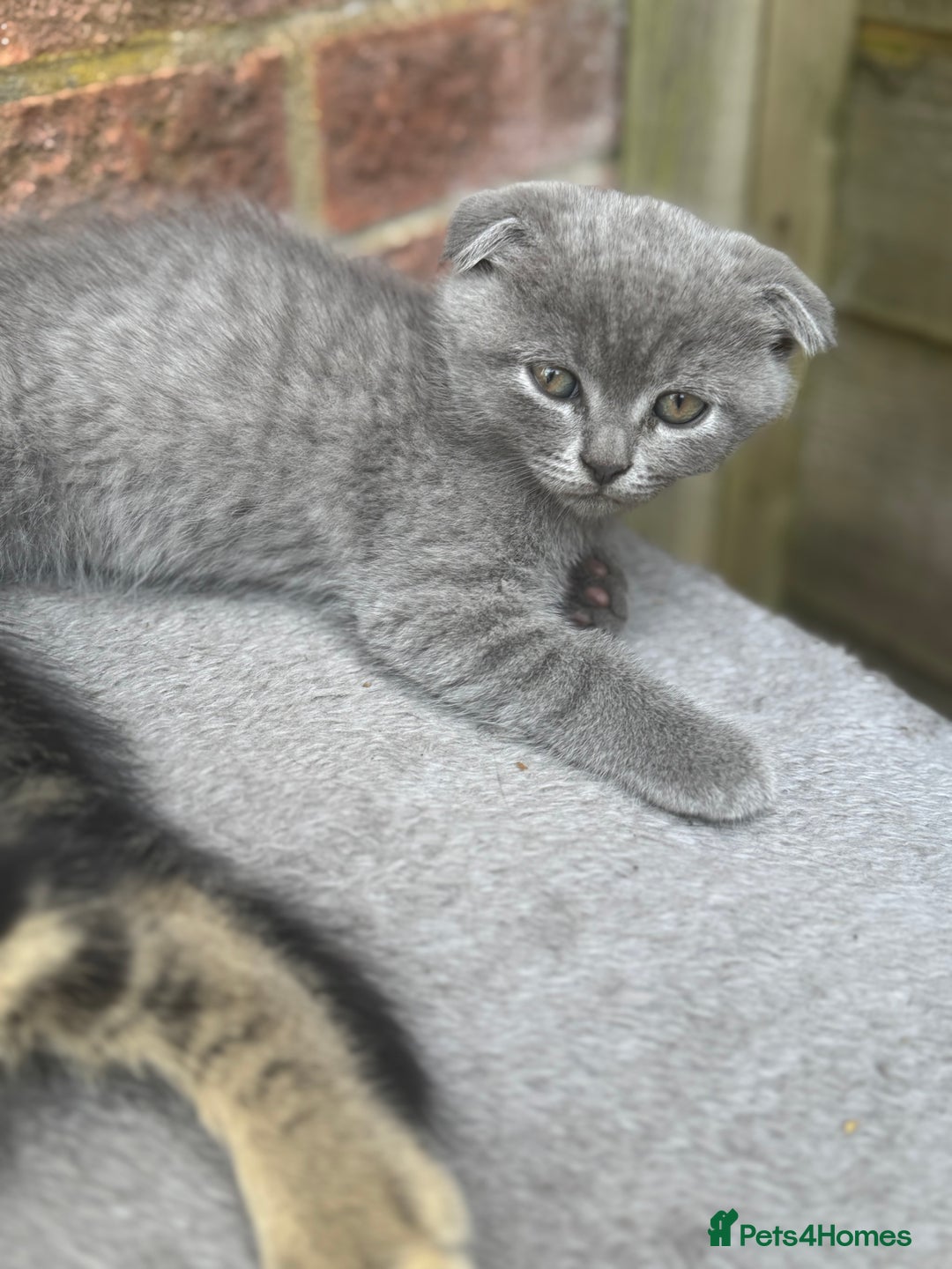 British Shorthair cats for sale: Beautiful British cat  - Image 2