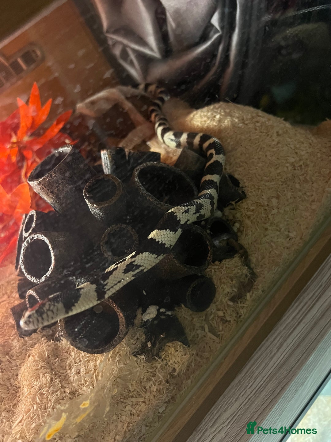 King Snake reptiles for sale: California king snake  - Advert 3