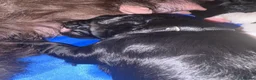 Mixed Breed dogs for sale: Beautiful Cavapoo puppies - Advert 2