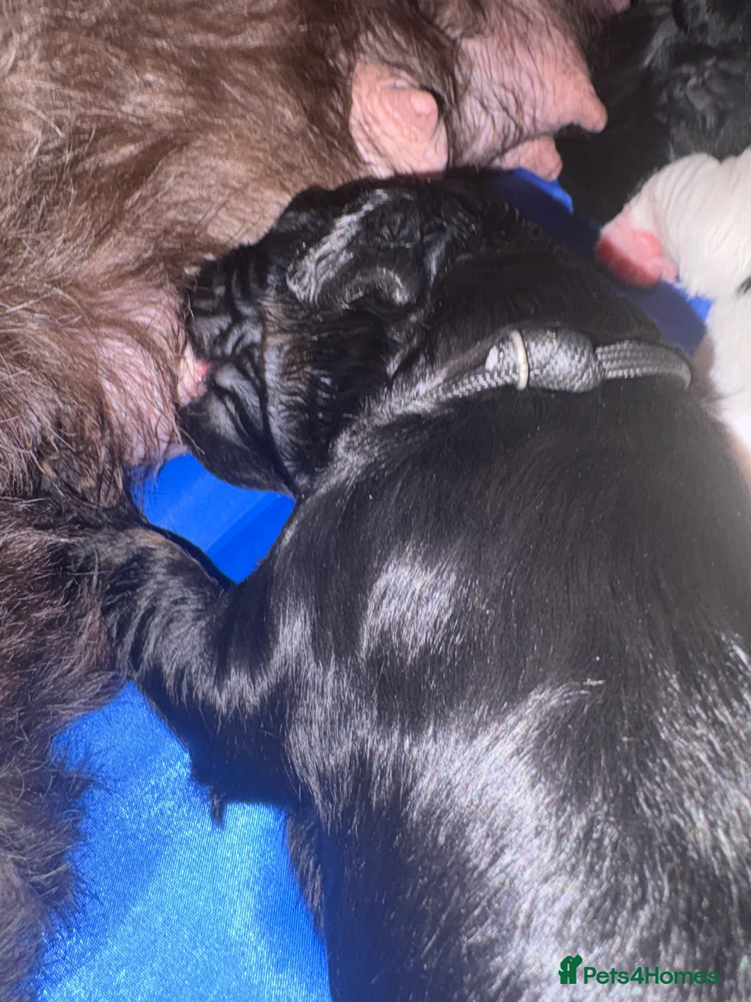Mixed Breed dogs for sale: Beautiful Cavapoo puppies - Advert 2