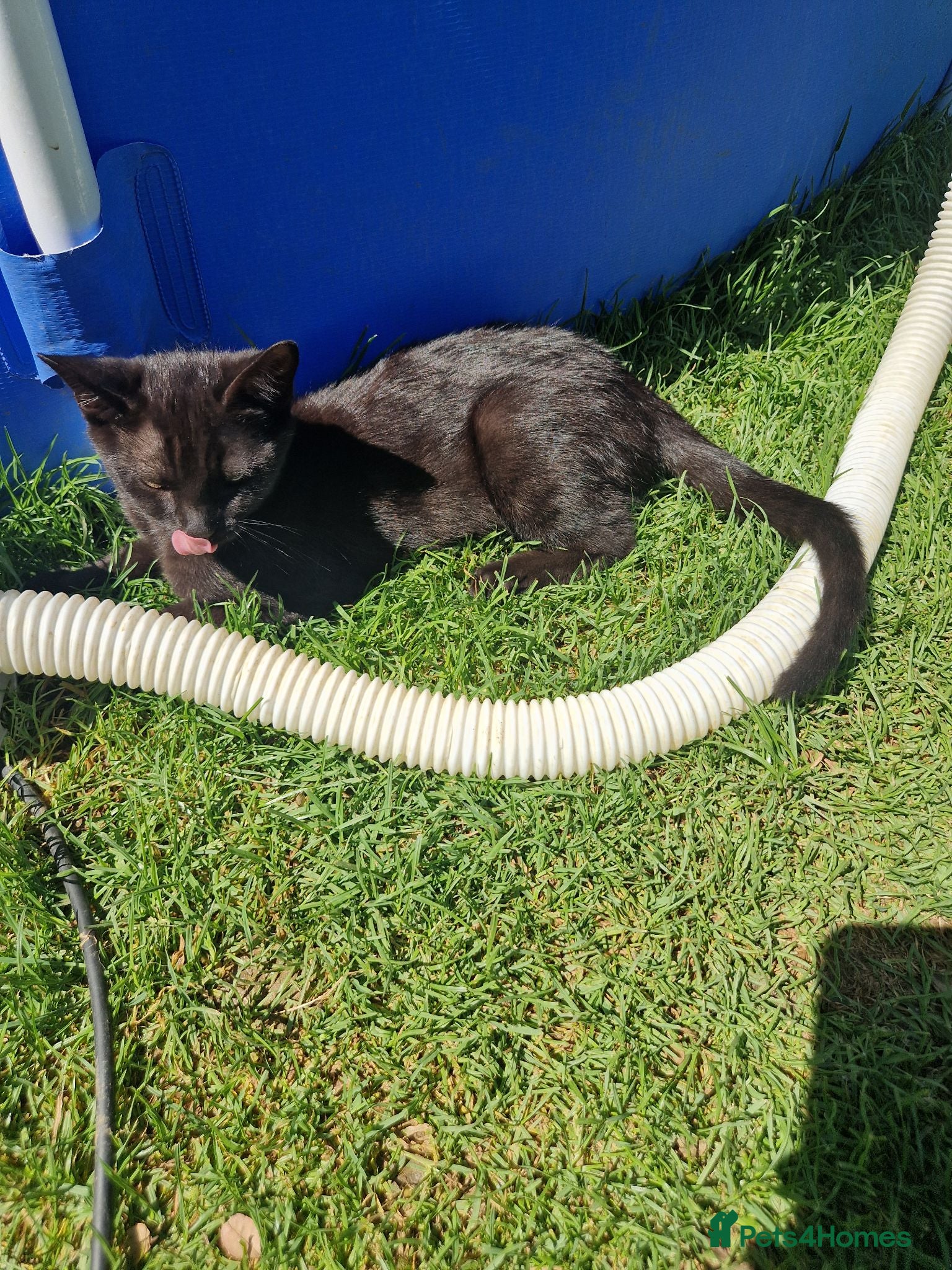 Mixed Breed cats £30 Kittens for sale - Advert 21