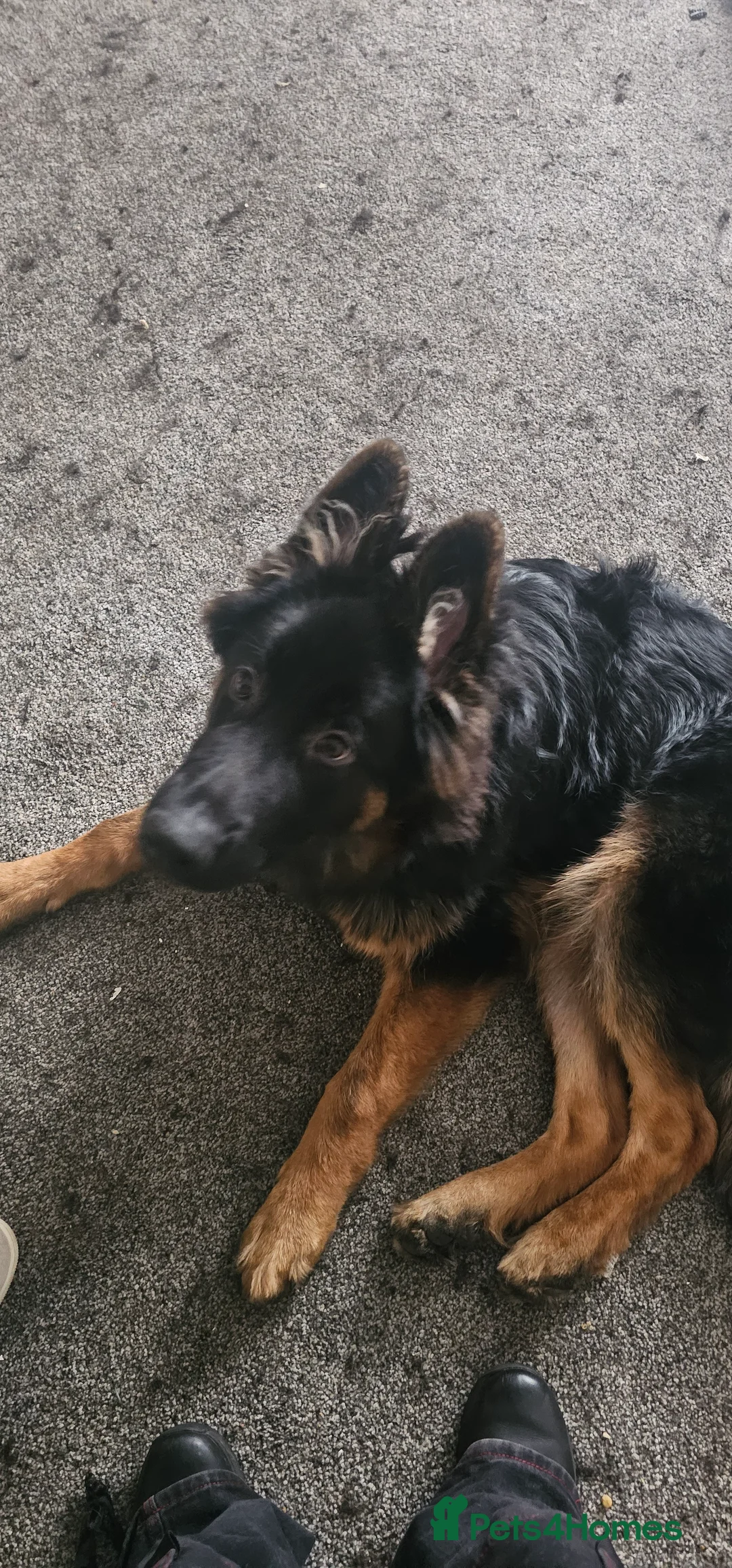 German Shepherd dogs for sale: Rehoming needed ASAP - Advert 2