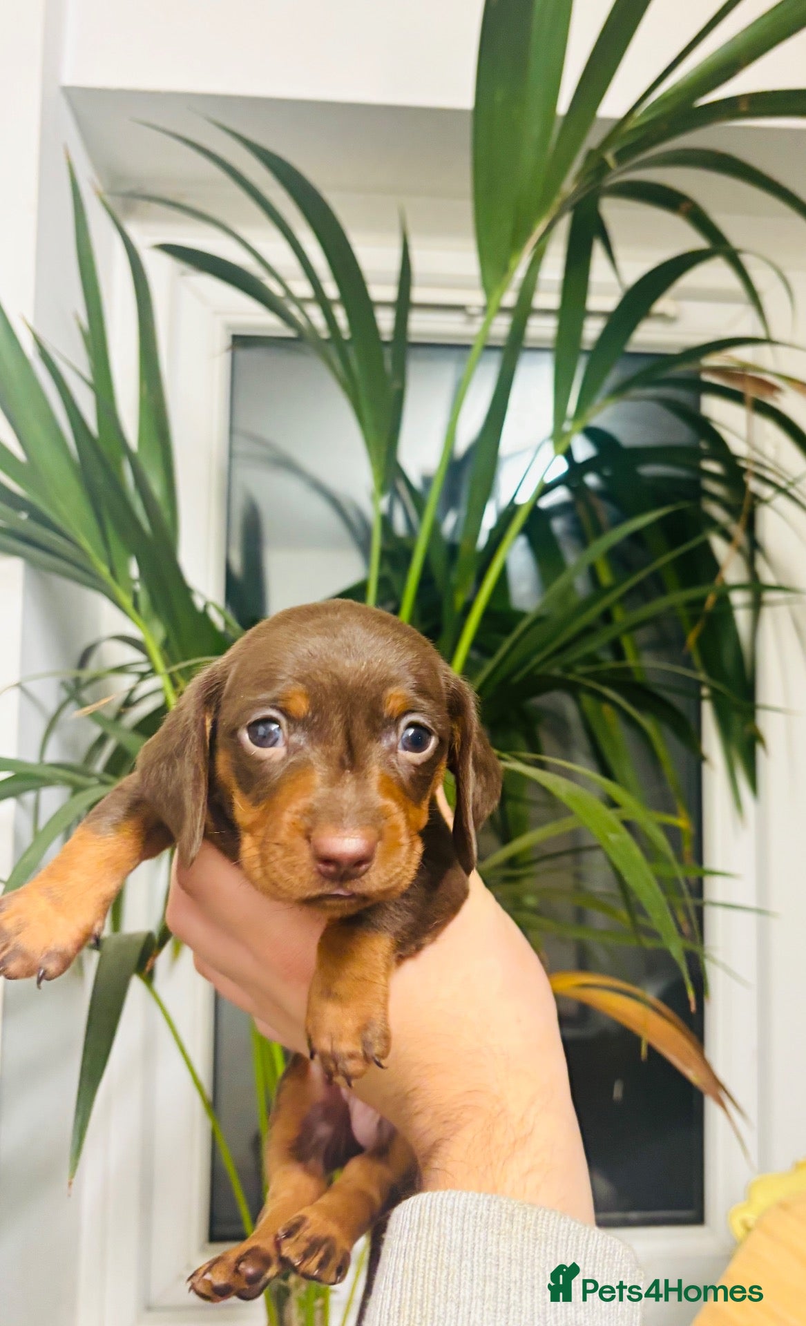 Miniature Dachshund dogs for sale: 🐶❤️Miniature Dachshund Puppies 🐶❤️ - Advert 8