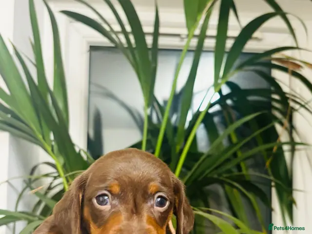 Miniature Dachshund dogs for sale: 🐶❤️Miniature Dachshund Puppies 🐶❤️ - Advert 1