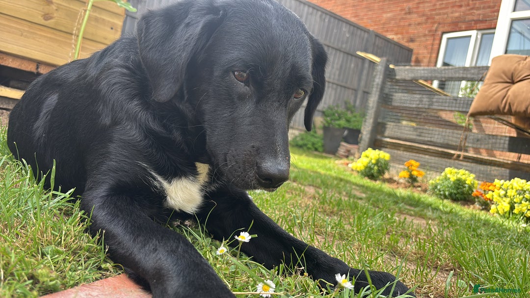 Mixed Breed dogs for sale: ❤️ Forever home required ❤️ - Advert 5