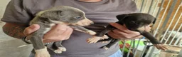 Whippet dogs for sale: Kc whippet puppies  - Advert 5