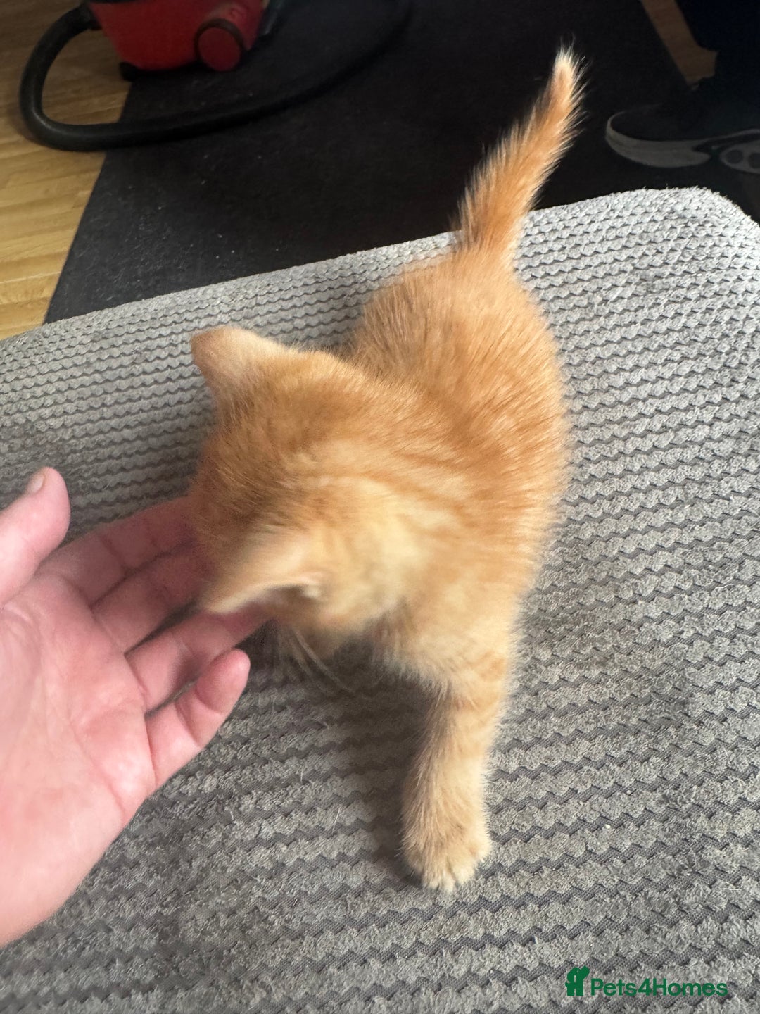 Domestic Shorthair cats for sale: Two kittens for sale - Advert 2