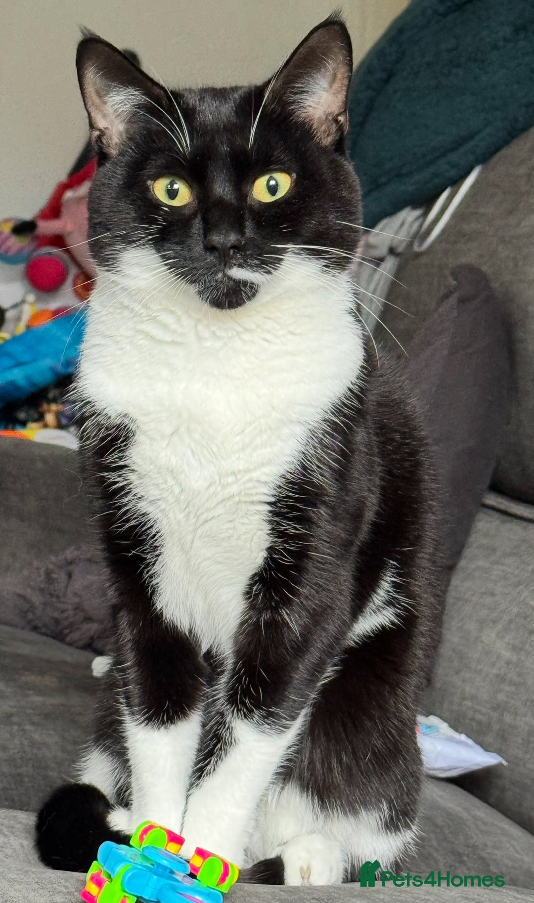 Mixed Breed cats for sale: 🐾 Socks – Cat Looking for a Calm, Loving Home 🐾 - Image 2