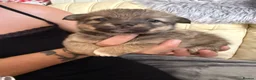Mixed Breed dogs for sale: German Spitz X Jack Russell  - Advert 5