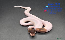 Python Snake reptiles for sale: Various ball python's  - Image 19
