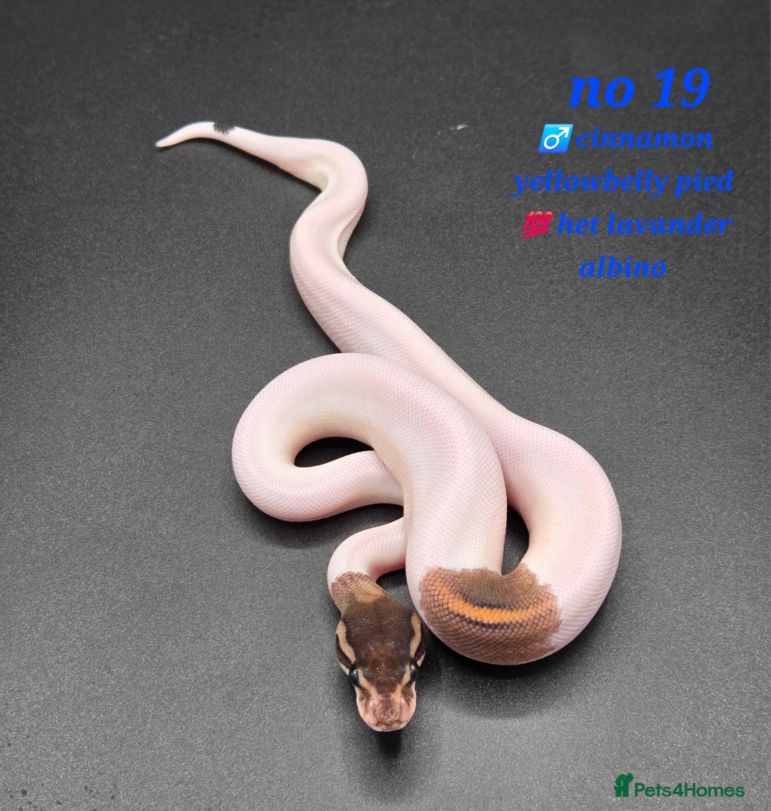 Python Snake reptiles for sale: Various ball python's  - Image 19