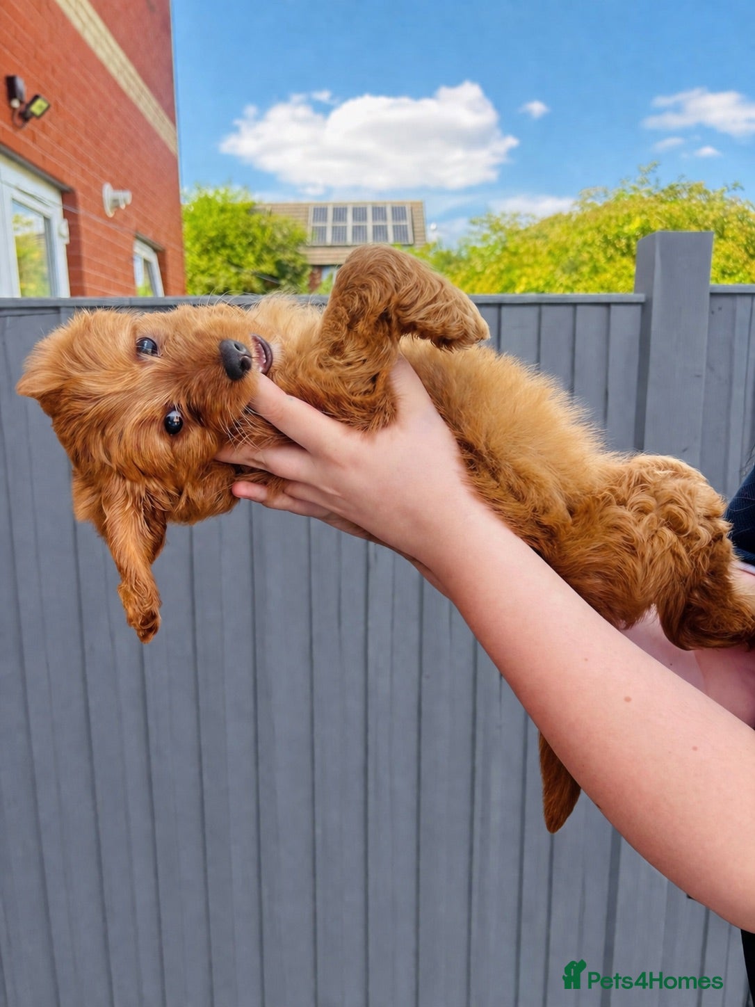 Cavapoo dogs Last 3 Beautiful F1b Cavapoo (Fox-Red) - Advert 2