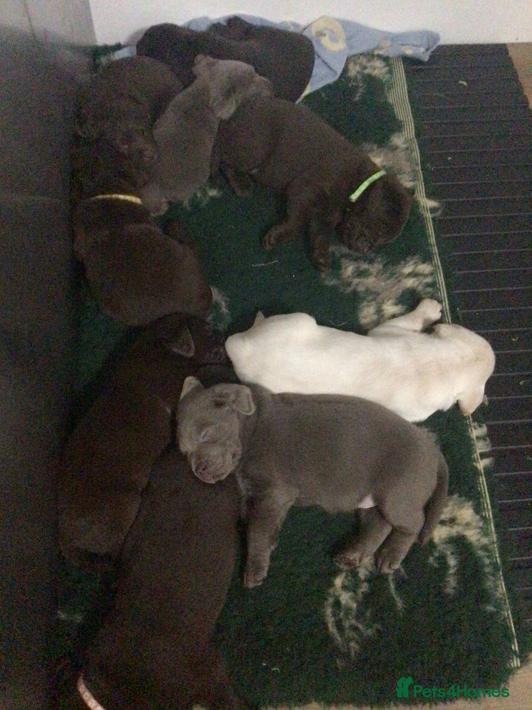 Labrador Retriever dogs for sale: Kennel club registered Labrador puppies  - Advert 2