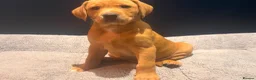 Labrador Retriever dogs for sale: Red fox Labrador pups  in Evesham - Advert 9