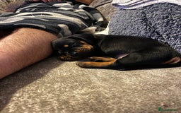 Mixed Breed dogs for sale: Miniature dachshund X French bulldog  - Image 9