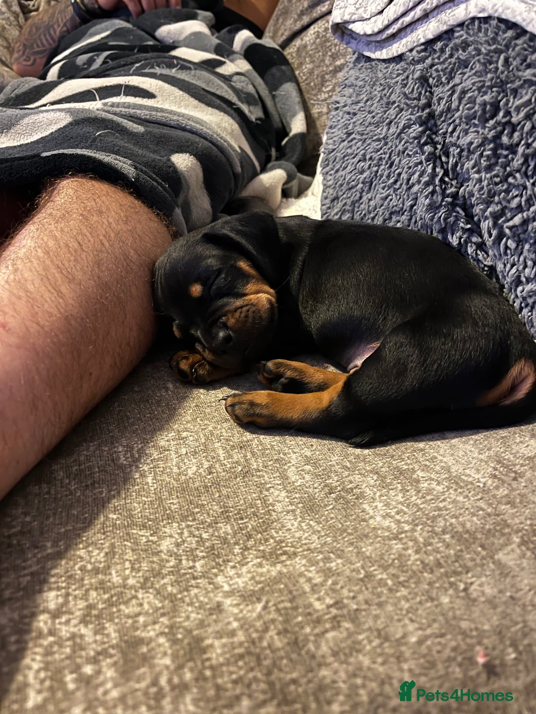Mixed Breed dogs for sale: Miniature dachshund X French bulldog  - Image 9