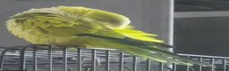 Parrots birds for sale: Quaker Parrot with Cage & Accessories - Advert 3