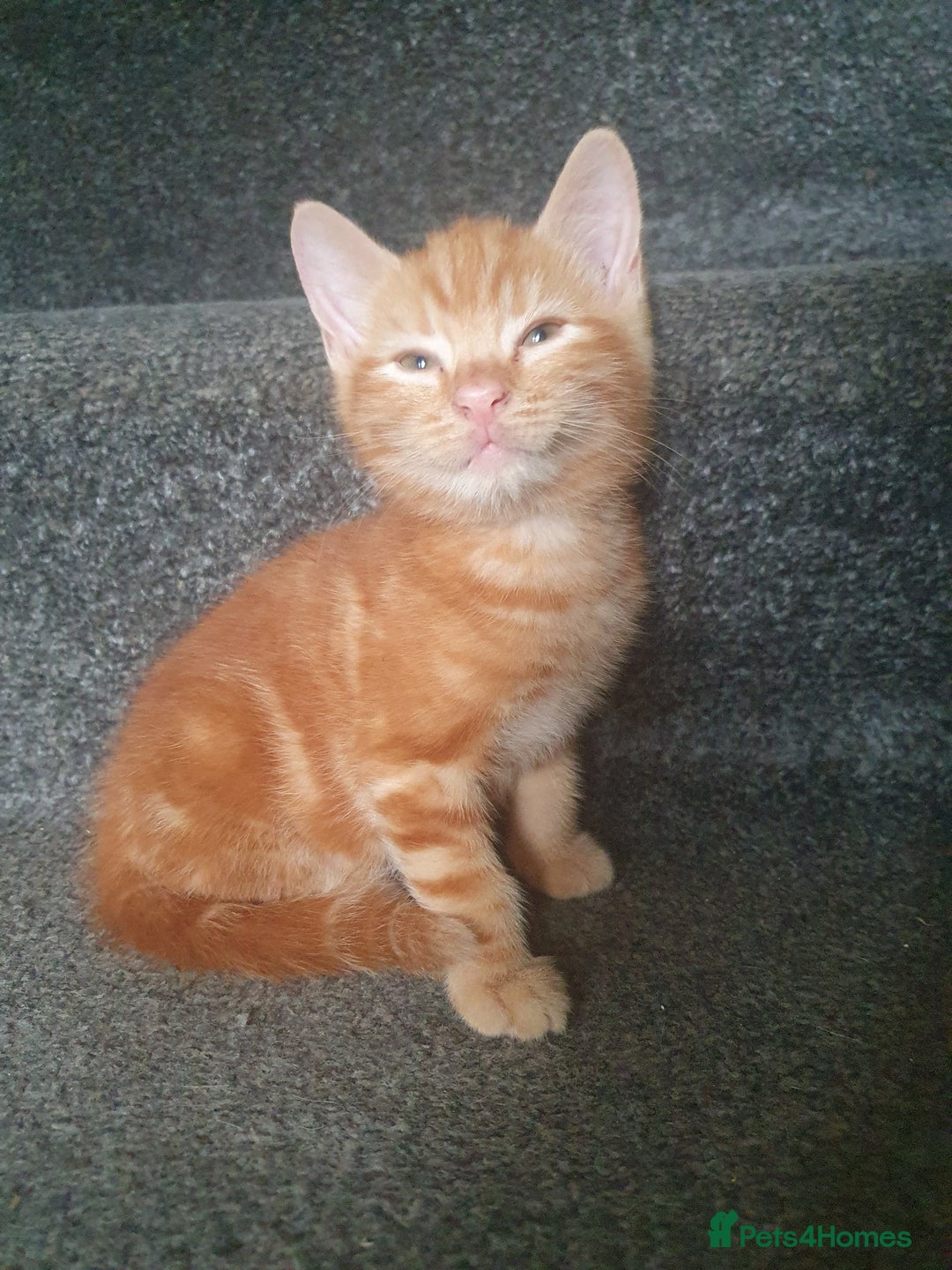 Mixed Breed cats for sale: Playful male kittens - Image 2