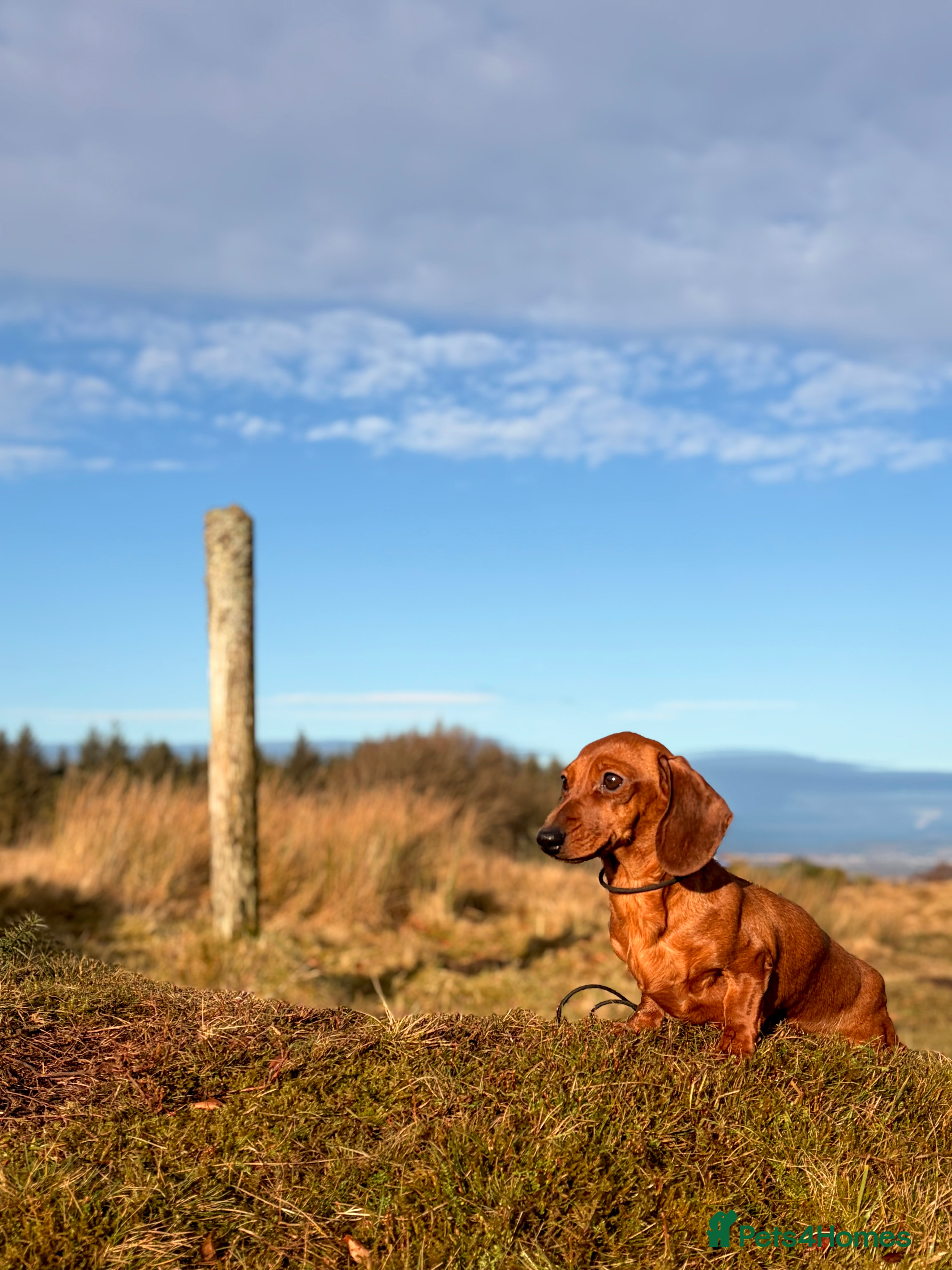 Miniature Dachshund dogs 1 Adult Smooth Haired Miniature Dachshund  - Advert 2