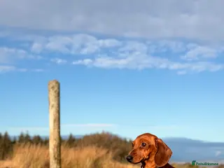 Miniature Dachshund dogs 1 Adult Smooth Haired Miniature Dachshund - Advert 2