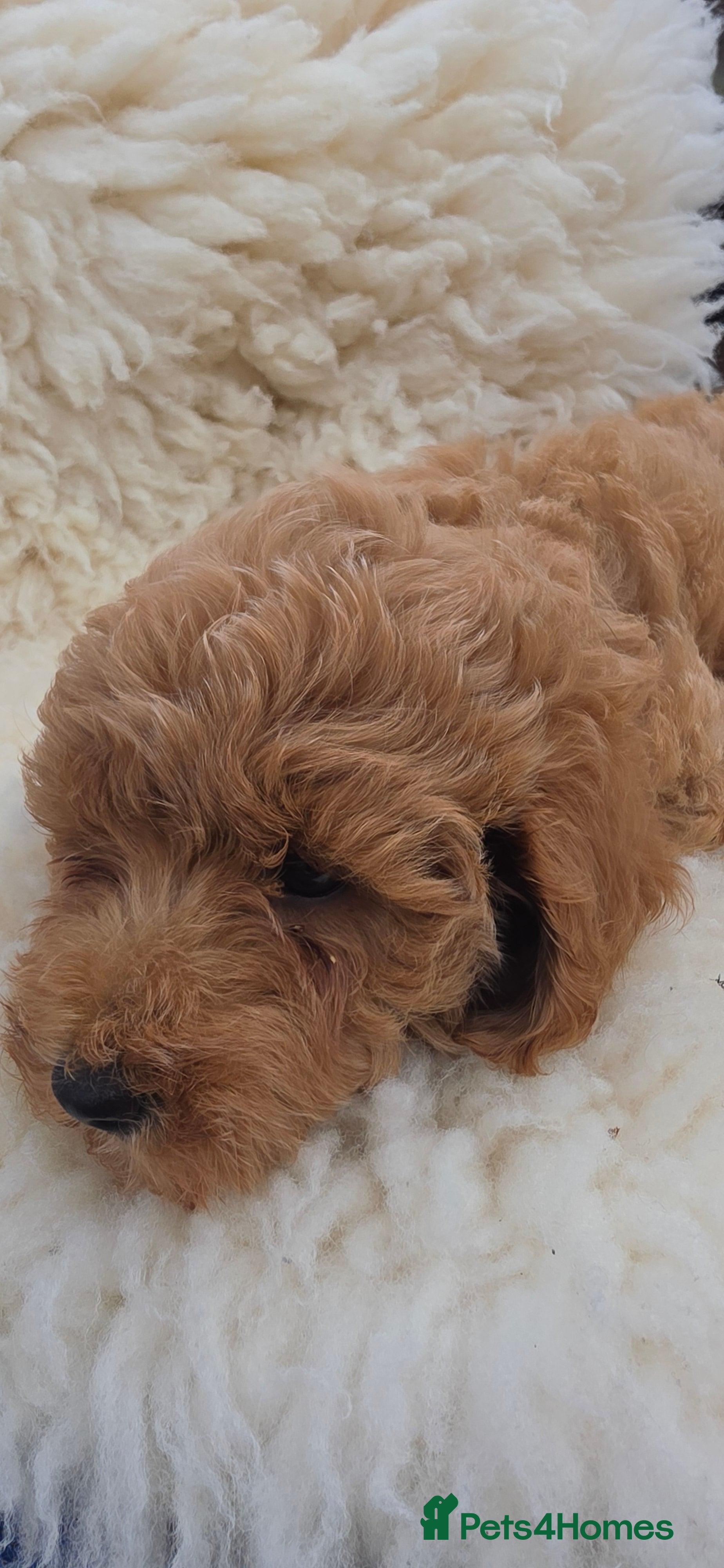 Cockapoo dogs F2 cockapoos  - Advert 2