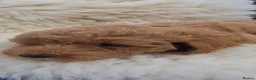 Cockapoo dogs for sale: F2 cockapoos  - Advert 10