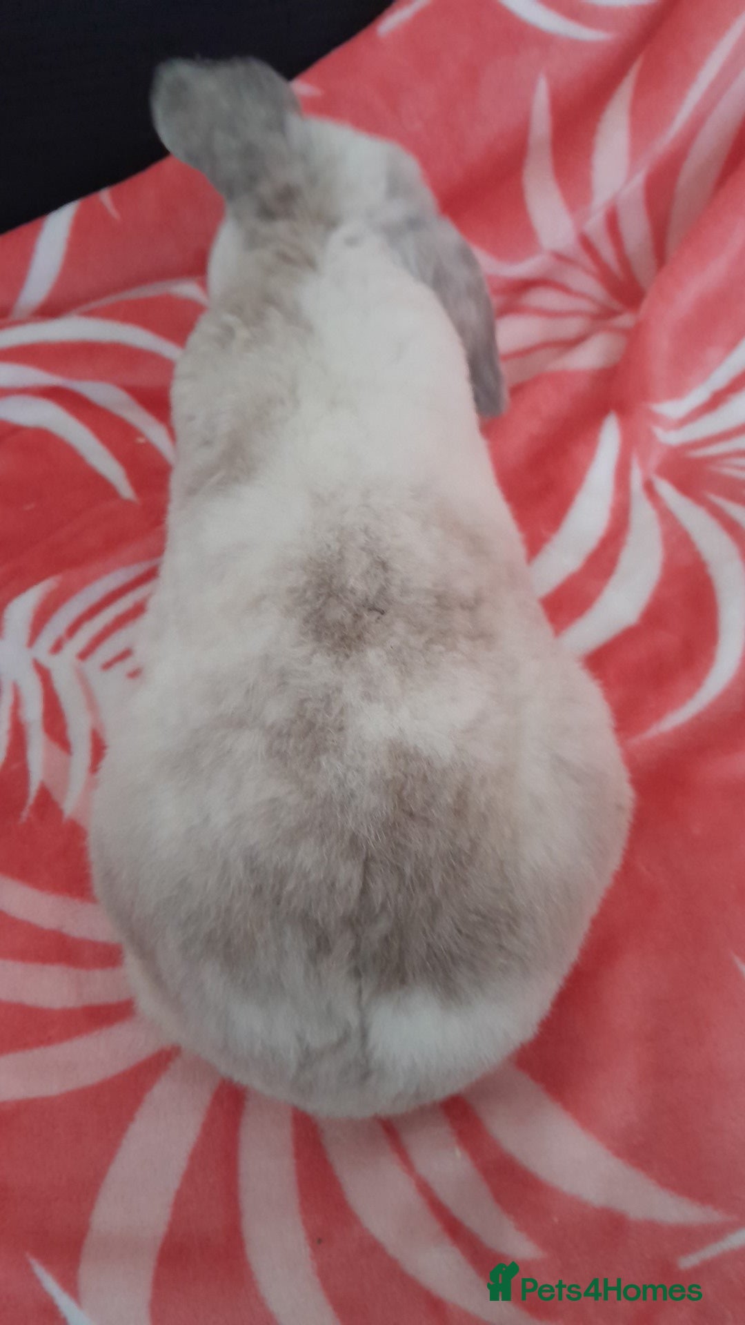 Rex rabbits for sale: Male bunnies - Image 5