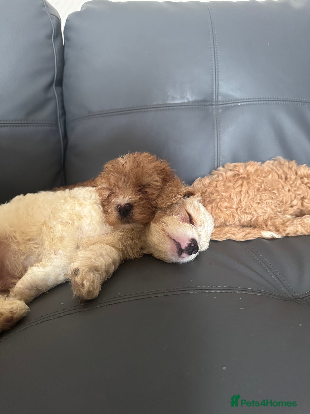 Mixed Breed dogs for sale: Cavapoo X Shihpoo puppies for sale - Image 11