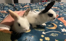 English Spot rabbits for sale: 2 Female English Spot x Lop Rabbits  - Image 3