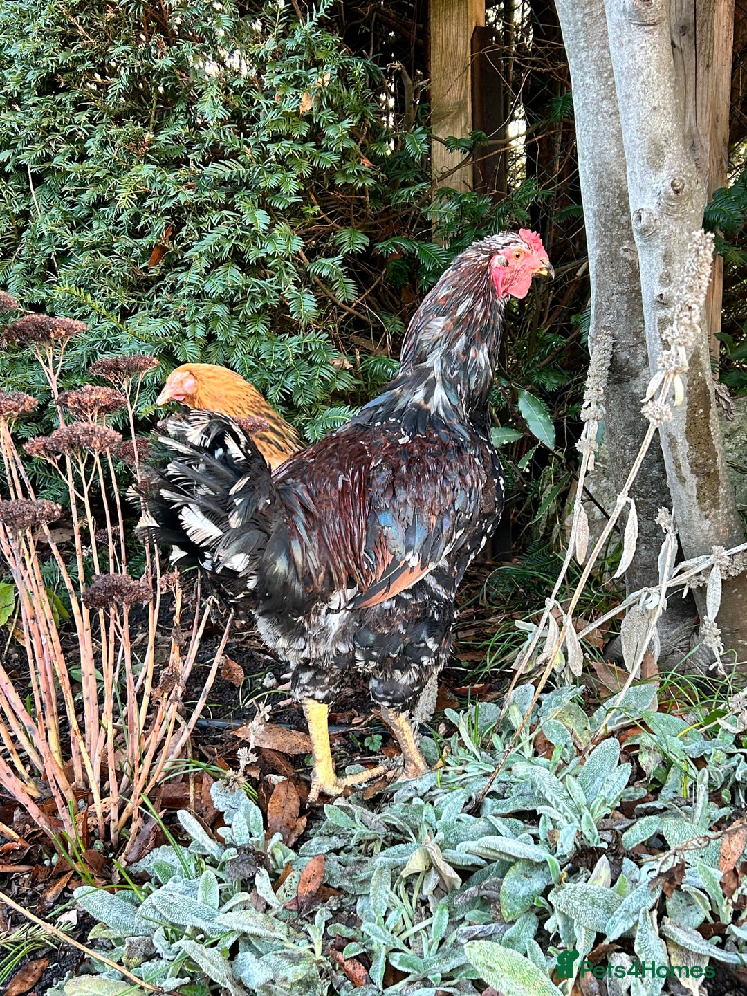 Chickens poultry for sale: Beautiful Cockerel  - Advert 2