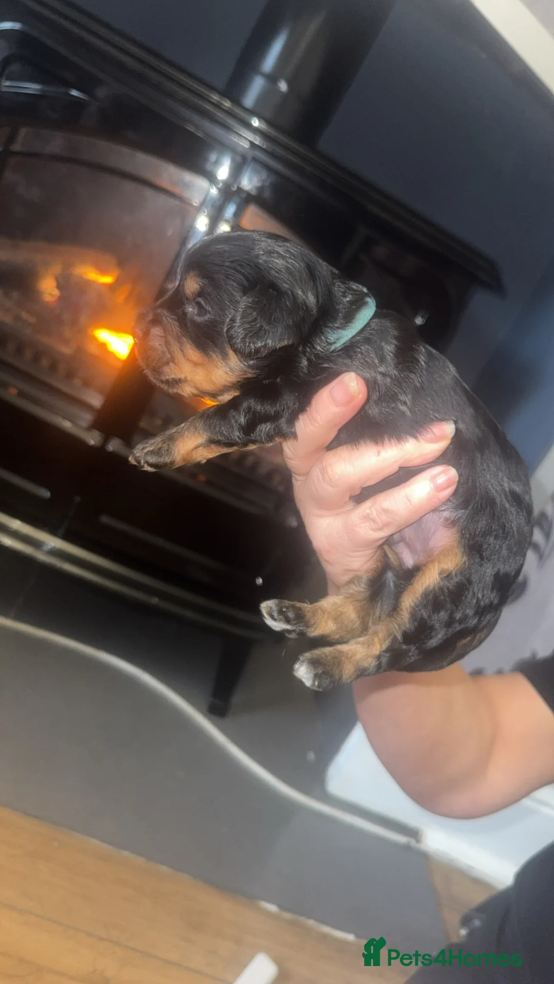 Cockapoo dogs for sale: Cockapoo puppies in Bishop Auckland - Advert 2