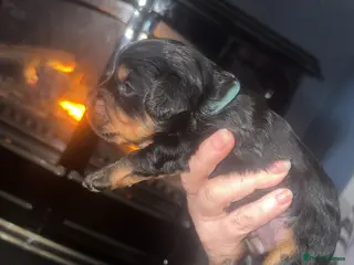 Cockapoo dogs Cockapoo puppies - Advert 3