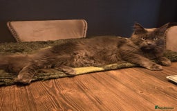 Maine Coon cats for sale: GCCF Maine Coon kittens  - Advert 3