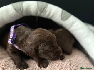 Doxiepoo dogs Stunning Doxiepoo Puppies for sale - Advert 3