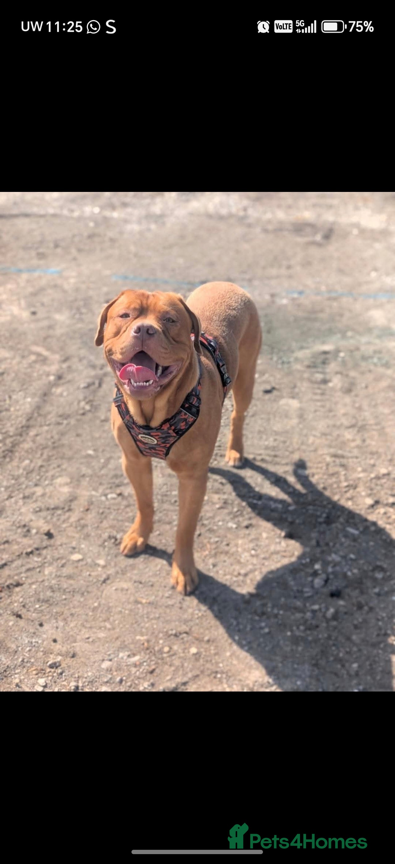 Dogue De Bordeaux dogs Dogue de debordeux  - Advert 4