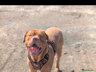 Dogue De Bordeaux dogs Dogue de debordeux - Advert 4