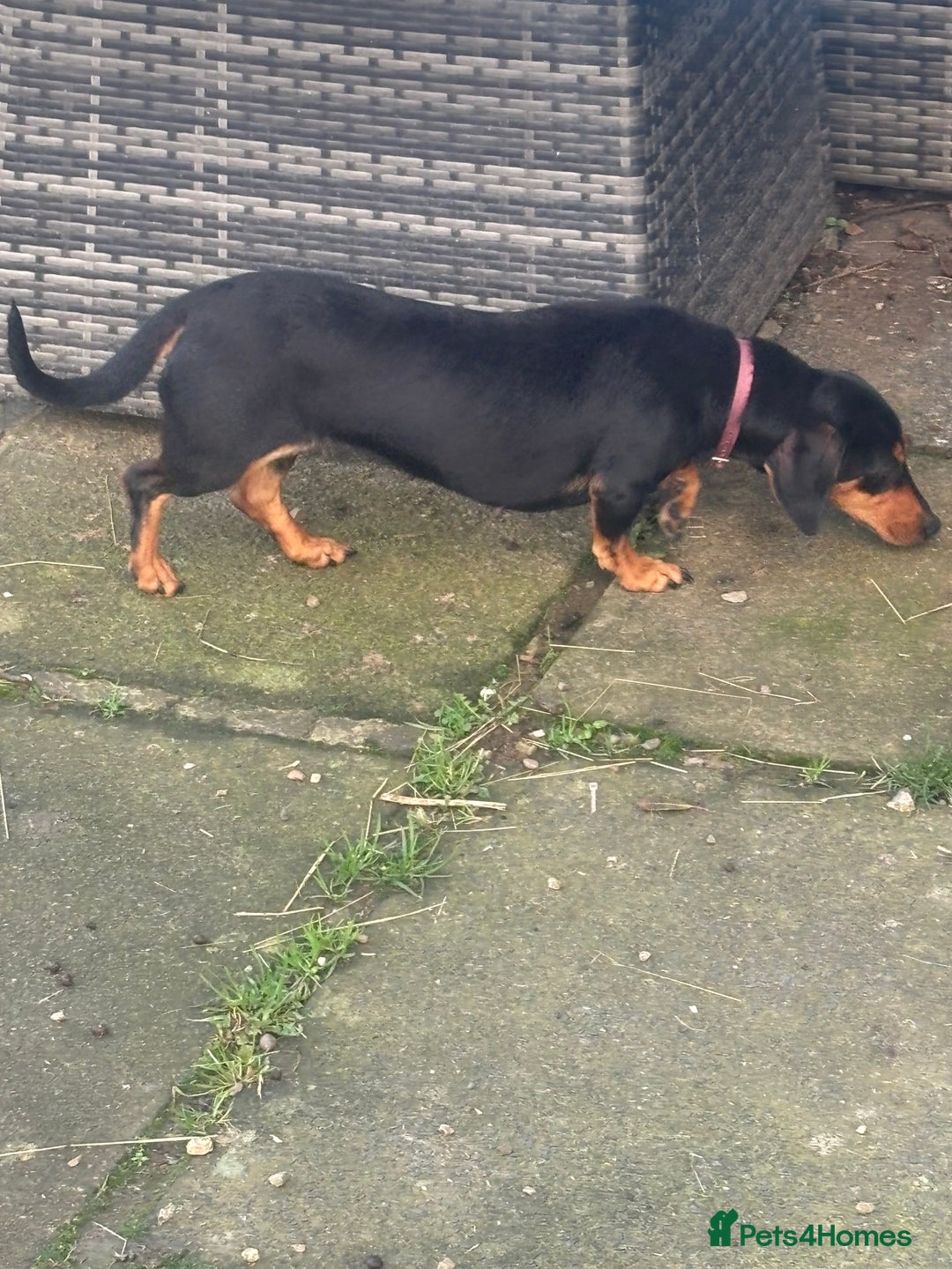 Dachshund dogs for sale: Amazing loving dachshund  - Advert 6
