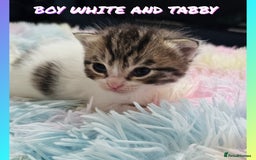 Mixed Breed cats for sale:  Kittens🥰Ragdoll and short hair domestic catcat  - Image 9