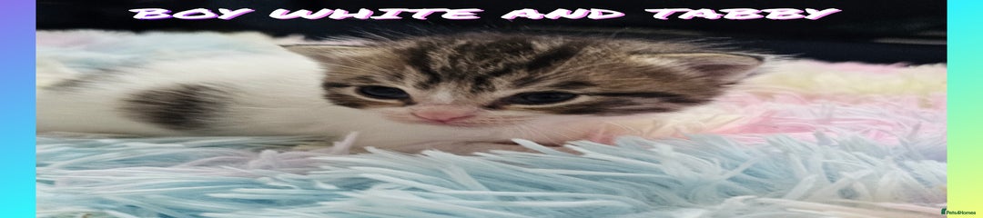 Kitten white and tabby