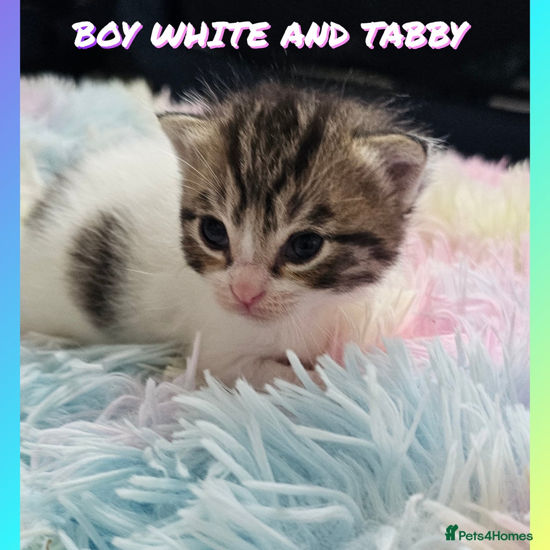 Mixed Breed cats for sale:  Kittens🥰Ragdoll and short hair domestic catcat  - Image 9