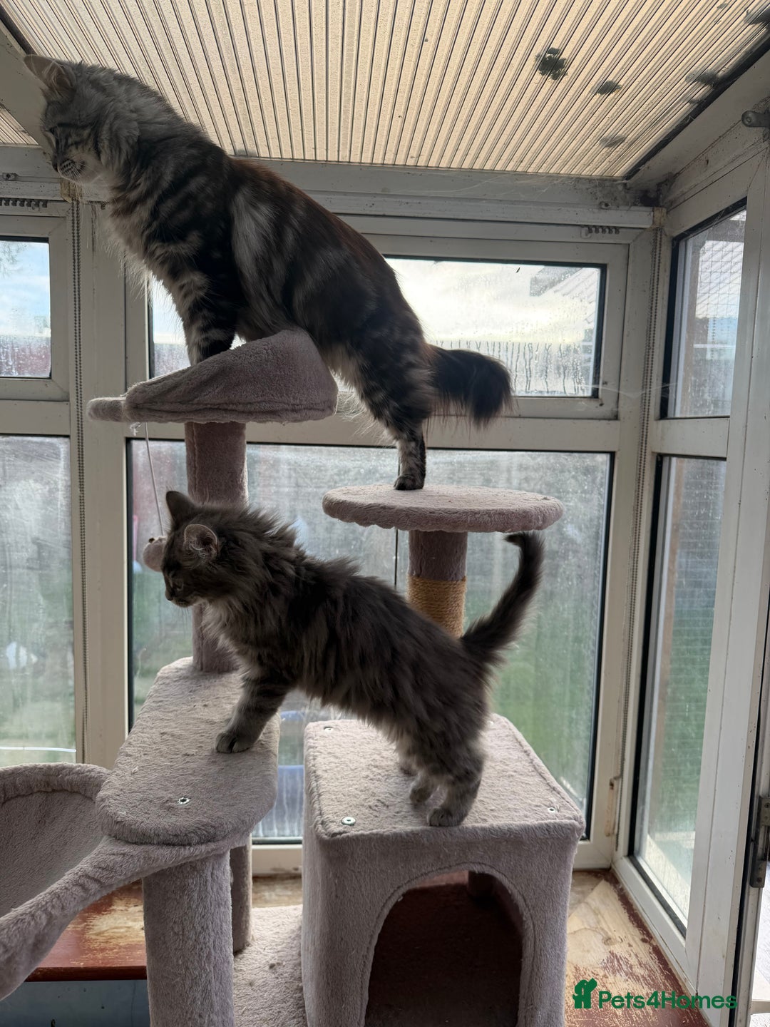 Maine Coon cats for sale: Maine Coon - Advert 1